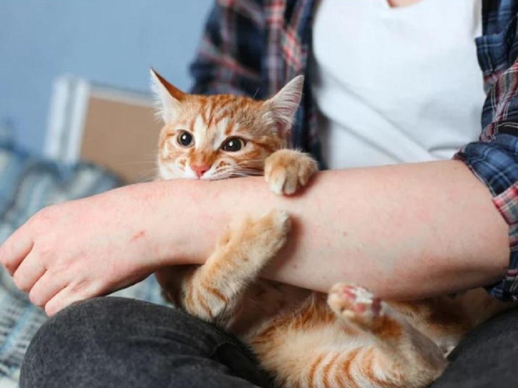 Ý nghĩa chung của giấc mơ thấy mèo
