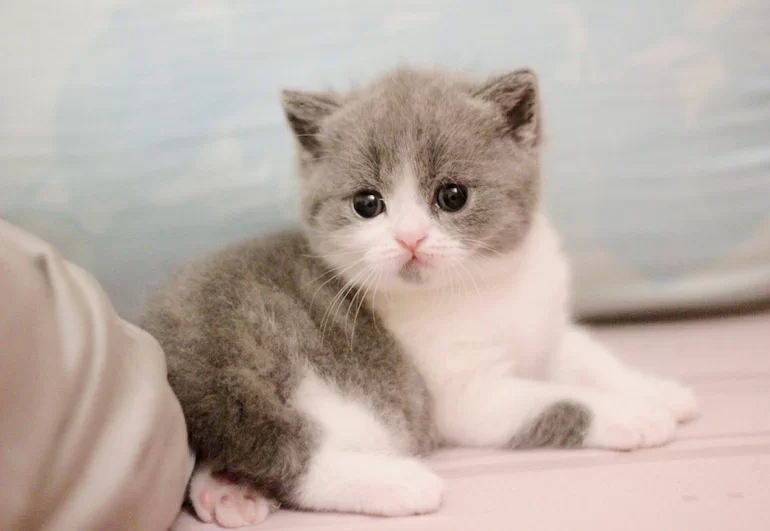 Mơ thấy mèo đánh con gì? Sổ mơ Sin88 giải mã chính xác!